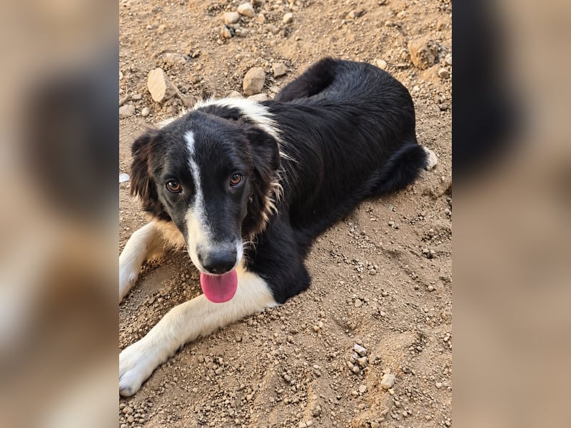 Saturday: ein Traum für Border-Collie-Freunde
