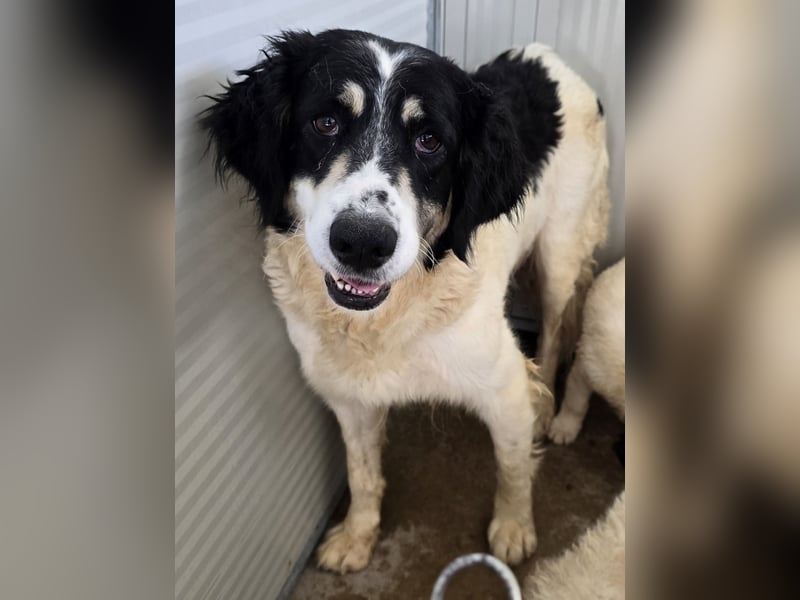 Jiva: auch Hundemamas brauchen Liebe