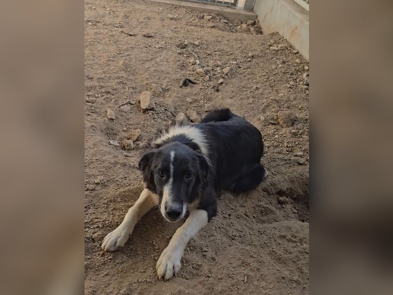 Saturday: ein Traum für Border-Collie-Freunde