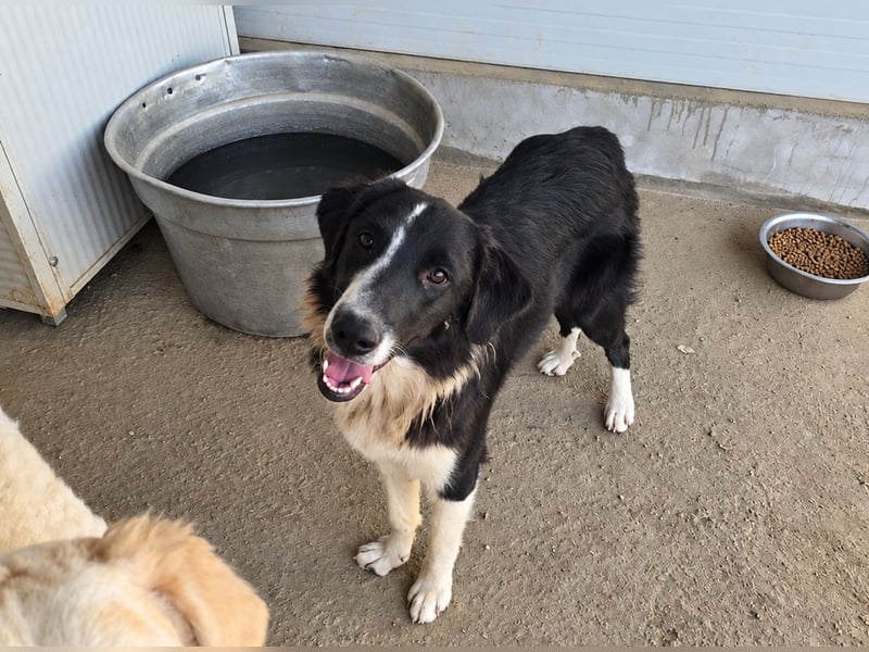 Saturday: ein Traum für Border-Collie-Freunde