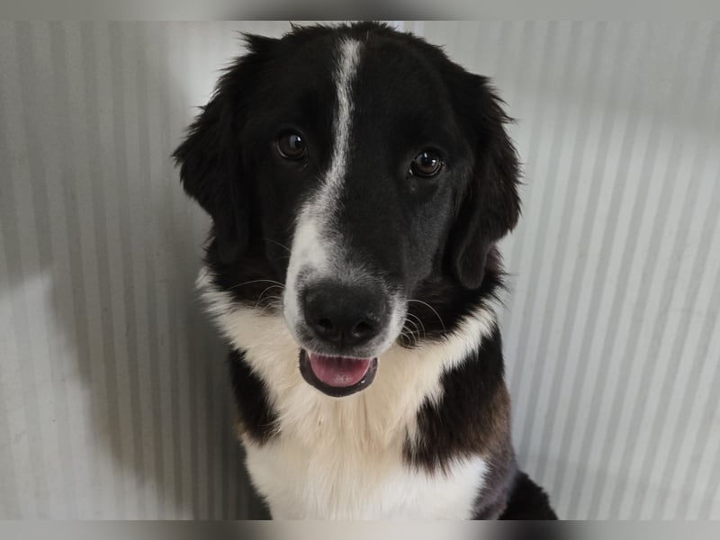 Saturday: möchte spielen, lernen, schmusen