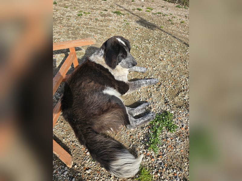 Tiziano: Körbchen gesucht um schmerzfrei zu sein