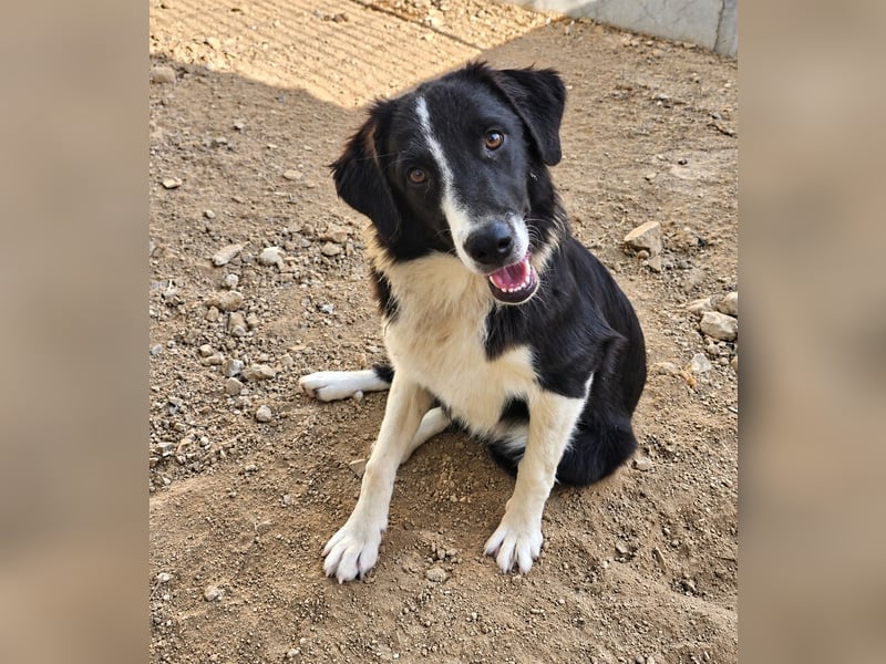 Saturday: ein Traum für Border-Collie-Freunde