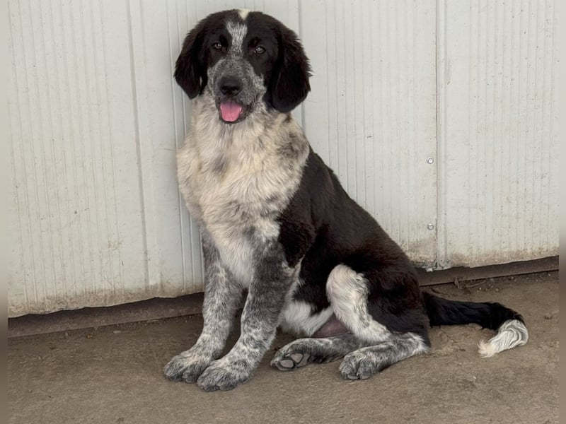 Tiziano: Körbchen gesucht um schmerzfrei zu sein