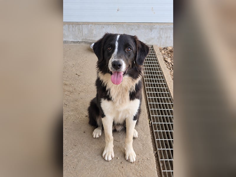 Saturday: ein Traum für Border-Collie-Freunde