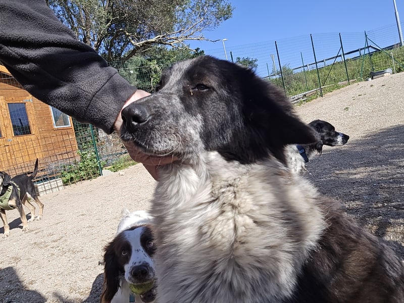 Tiziano: Körbchen gesucht um schmerzfrei zu sein