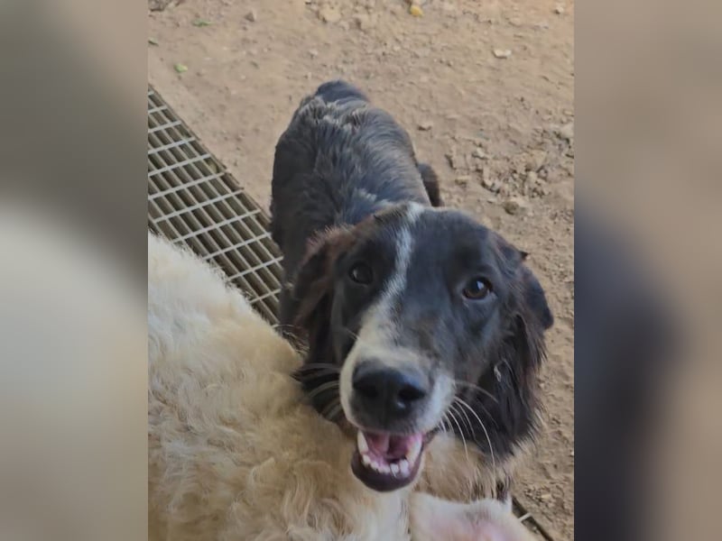 Saturday: ein Traum für Border-Collie-Freunde