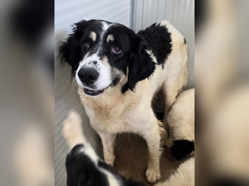 Jiva: auch Hundemamas brauchen Liebe