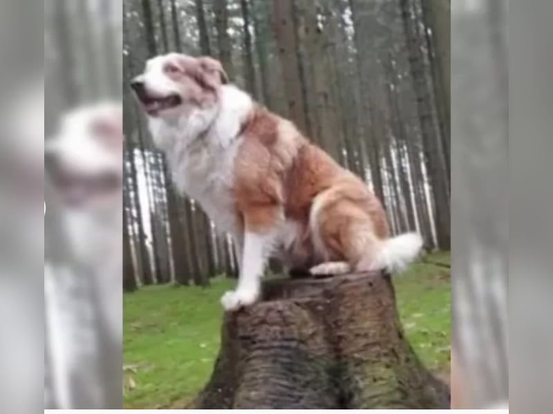 Deckrpde Border Collie