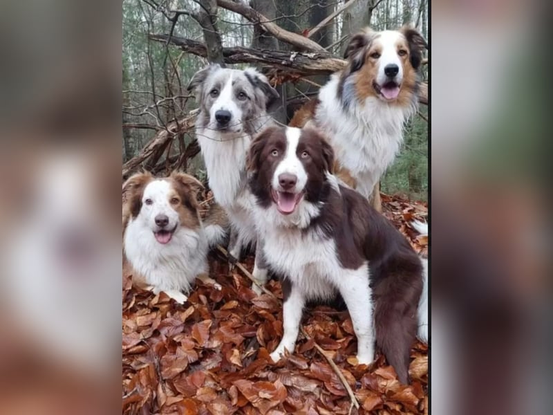 Deckrpde Border Collie