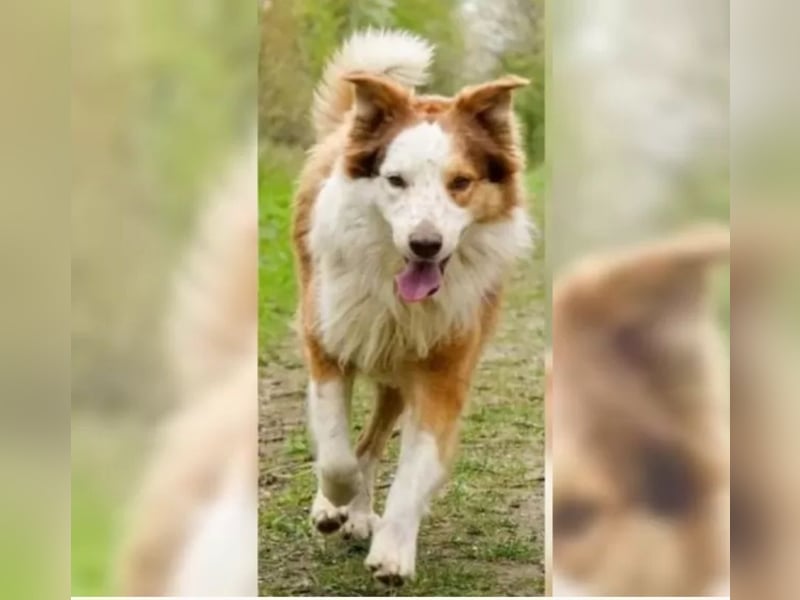 Deckrpde Border Collie