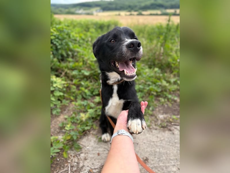 CEZAR - wer schenkt diesem wunderbaren Hund die zweite Chance, die er so sehr verdient?