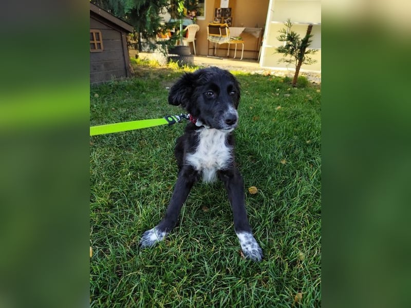 Welpe KANIKA - die liebenswerte Maus ist noch etwas vorsichtig und sucht ein liebevolles Zuhause