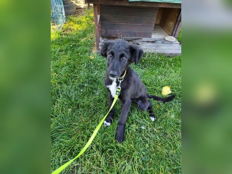 Welpe ARVO - der liebenswerte und noch etwas vorsichtige Rüde freut sich auf sein Für-Immer Zuhause