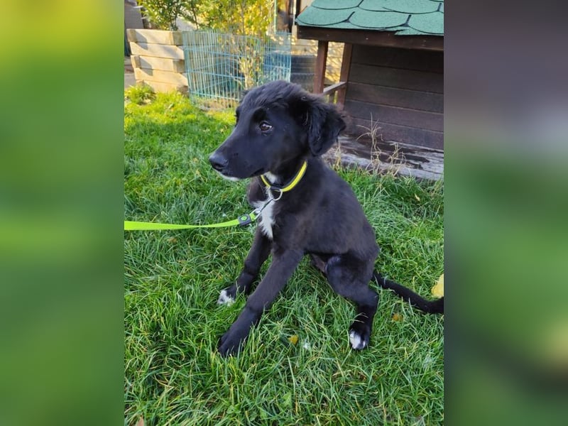 Welpe ARVO - der liebenswerte und noch etwas vorsichtige Rüde freut sich auf sein Für-Immer Zuhause