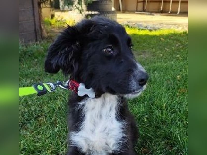 Welpe KANIKA - die liebenswerte Maus ist noch etwas vorsichtig und sucht ein liebevolles Zuhause