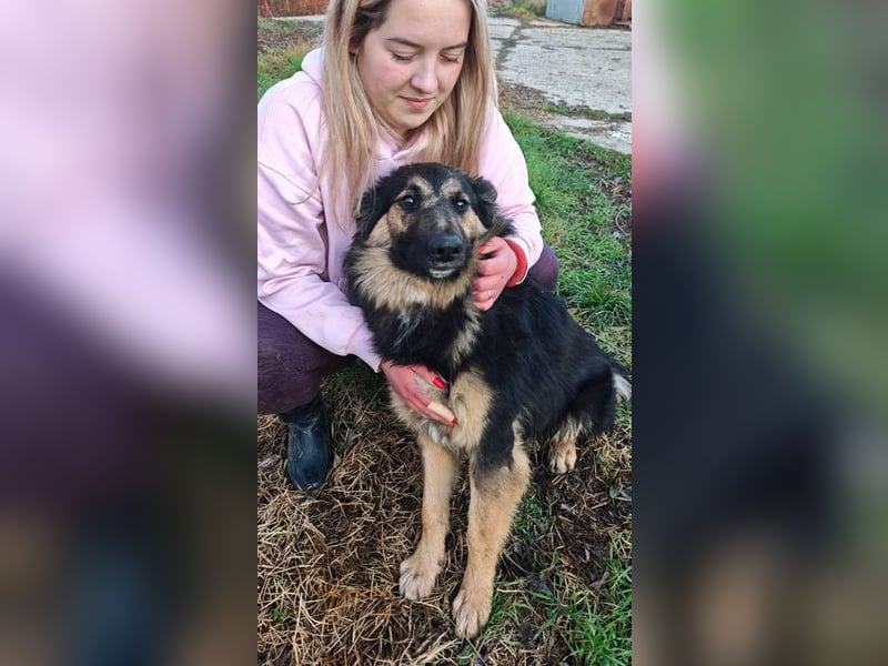 Interne Kennungsnummer 80J - wer zeigt dem hübschen Kerlchen, wie schön ein Hundeleben sein kann?