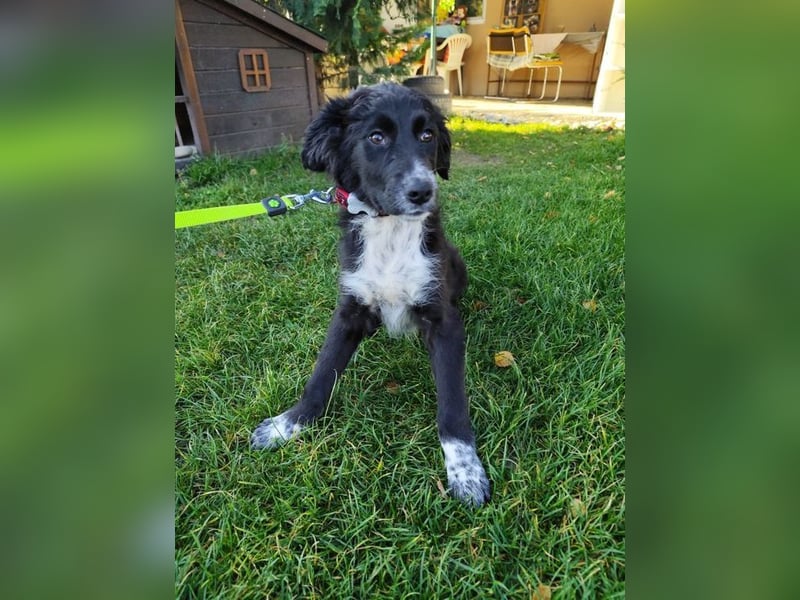 Welpe KANIKA - die liebenswerte Maus ist noch etwas vorsichtig und sucht ein liebevolles Zuhause