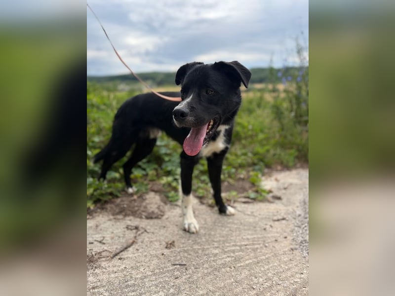 CEZAR - wer schenkt diesem wunderbaren Hund die zweite Chance, die er so sehr verdient?