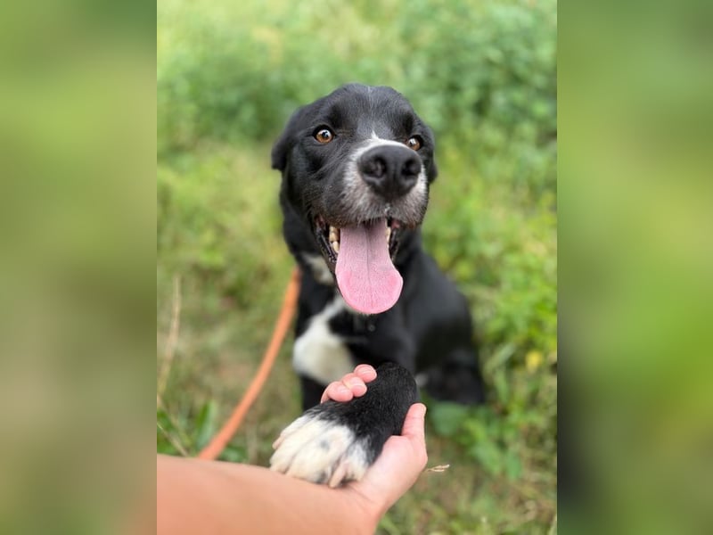 CEZAR - wer schenkt diesem wunderbaren Hund die zweite Chance, die er so sehr verdient?