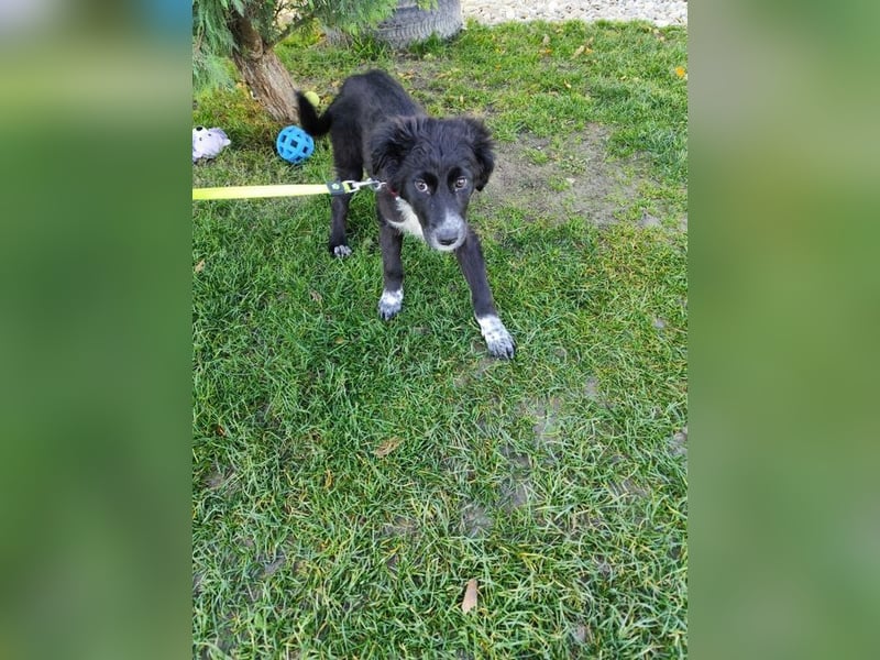 Welpe KANIKA - die liebenswerte Maus ist noch etwas vorsichtig und sucht ein liebevolles Zuhause