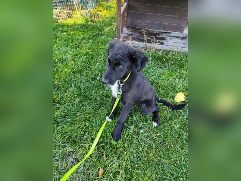 Welpe ARVO - der liebenswerte und noch etwas vorsichtige Rüde freut sich auf sein Für-Immer Zuhause