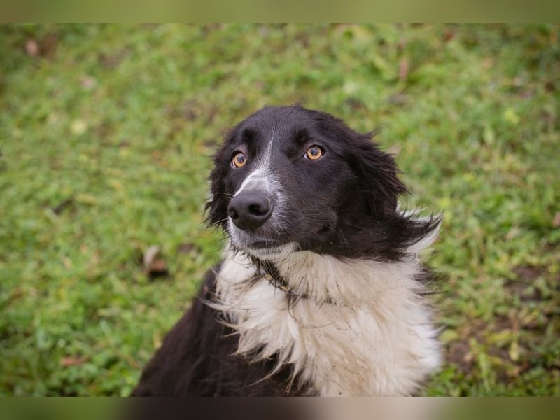 INDIE - ich möchte so gerne DEINE vierbeinige Begleiterin sein!