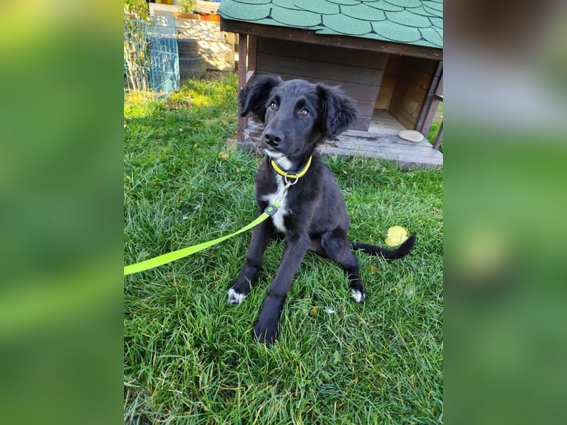 Welpe ARVO - der liebenswerte und noch etwas vorsichtige Rüde freut sich auf sein Für-Immer Zuhause