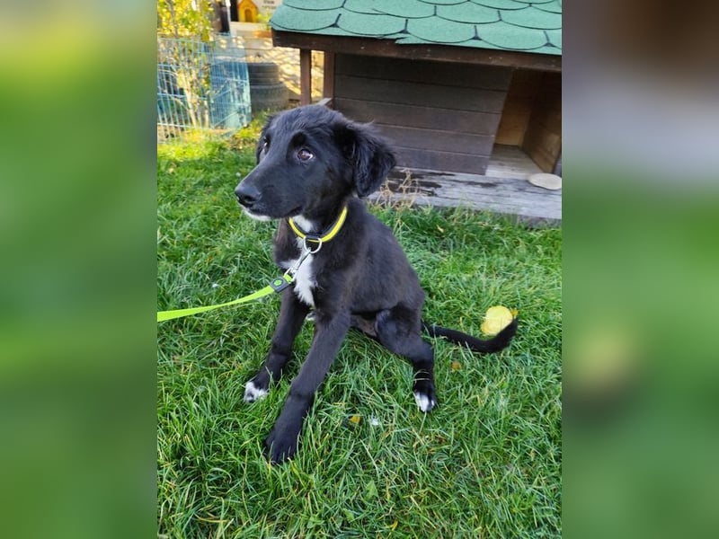 Welpe ARVO - der liebenswerte und noch etwas vorsichtige Rüde freut sich auf sein Für-Immer Zuhause