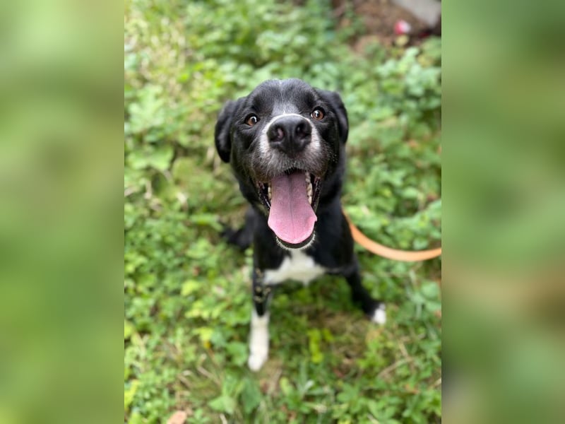 CEZAR - wer schenkt diesem wunderbaren Hund die zweite Chance, die er so sehr verdient?