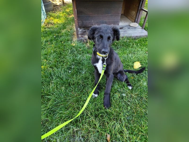Welpe ARVO - der liebenswerte und noch etwas vorsichtige Rüde freut sich auf sein Für-Immer Zuhause