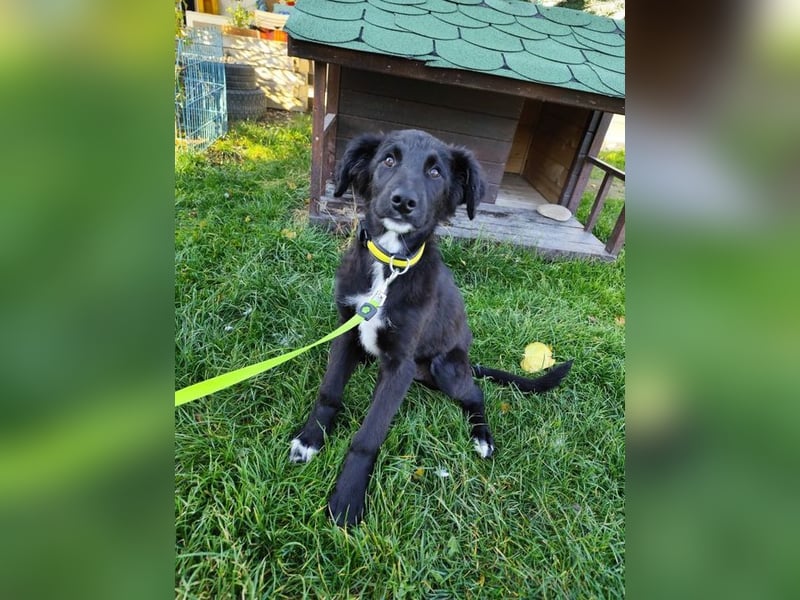 Welpe ARVO - der liebenswerte und noch etwas vorsichtige Rüde freut sich auf sein Für-Immer Zuhause