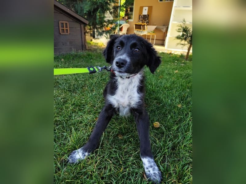 Welpe KANIKA - die liebenswerte Maus ist noch etwas vorsichtig und sucht ein liebevolles Zuhause