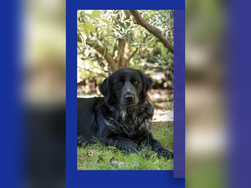 Wen verzaubert die hübsche Border Collie Mix Hündin Fortuna? Familie gesucht