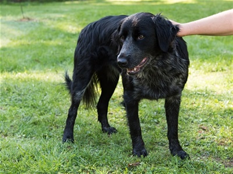 Wen verzaubert die hübsche Border Collie Mix Hündin Fortuna? Familie gesucht