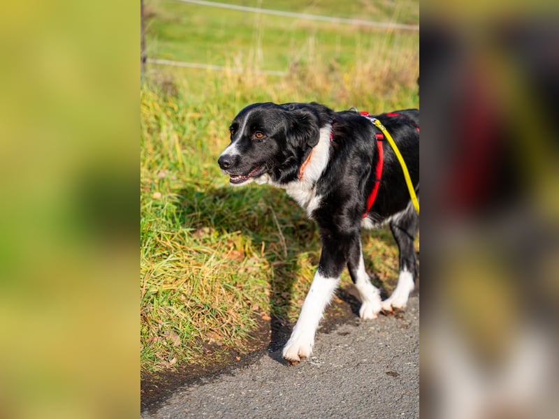 ZARA sucht ihr forever Home ❤️