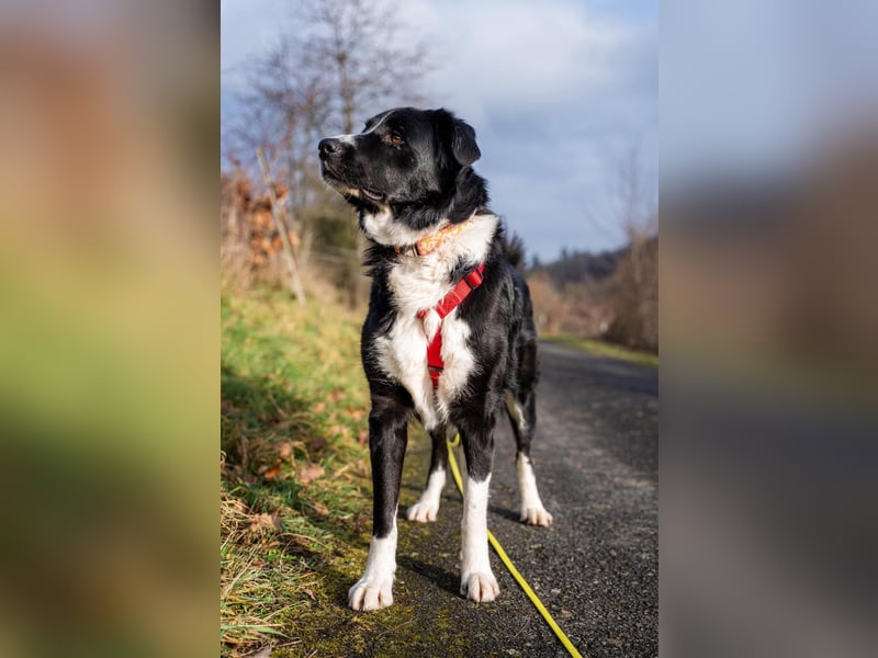 ZARA sucht ihr forever Home ❤️