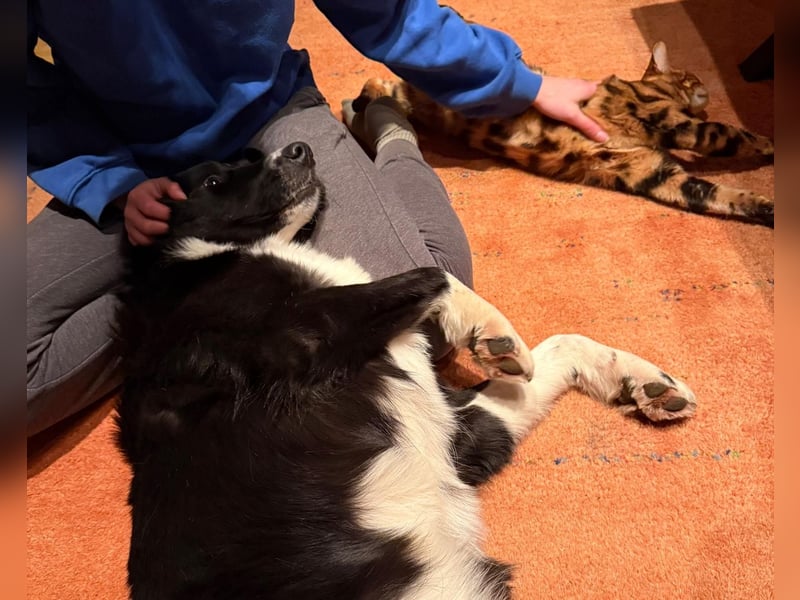 Border-Collie ZARA sucht Zuhause ❤️