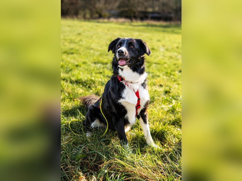 Border-Collie ZARA sucht Zuhause ❤️
