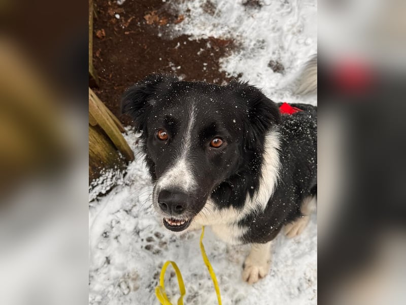 ZARA sucht ihr forever Home ❤️