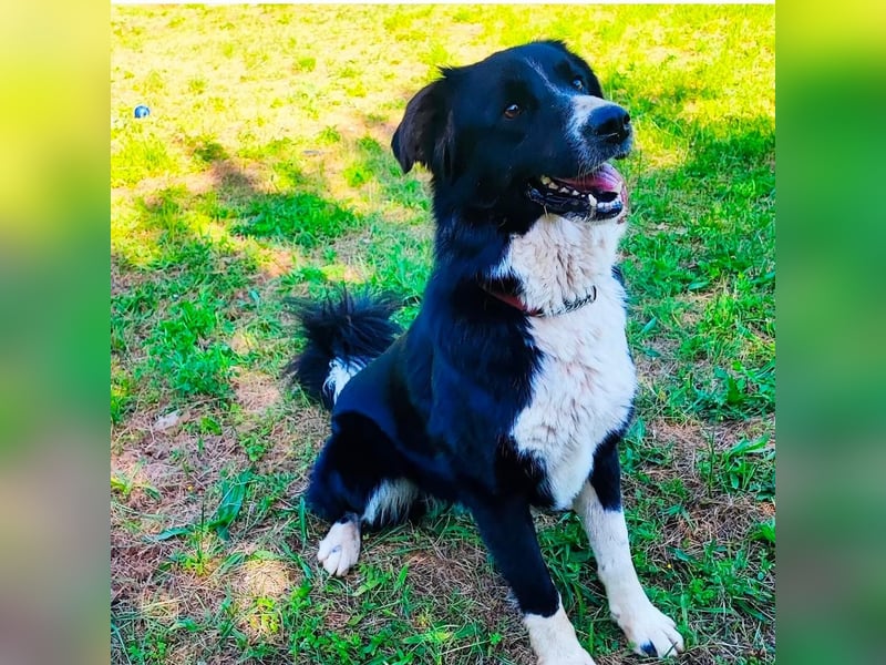 Border-Collie ZARA sucht Zuhause ❤️