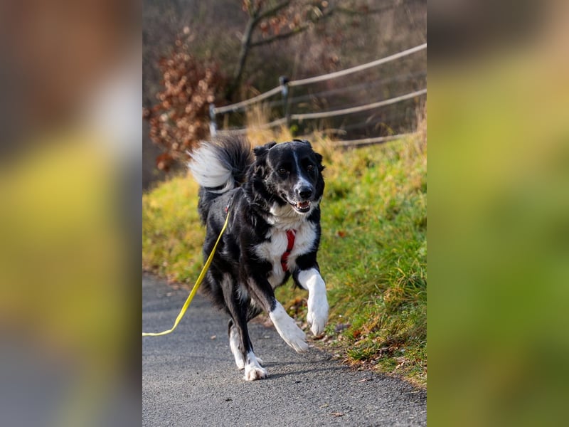 ZARA sucht ihr forever Home ❤️