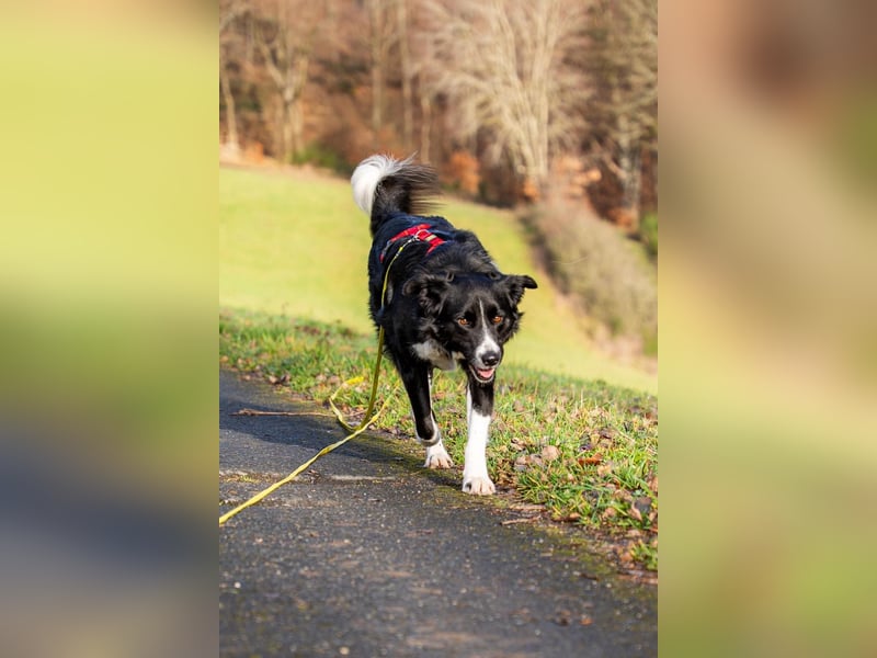 Border-Collie ZARA sucht Zuhause ❤️