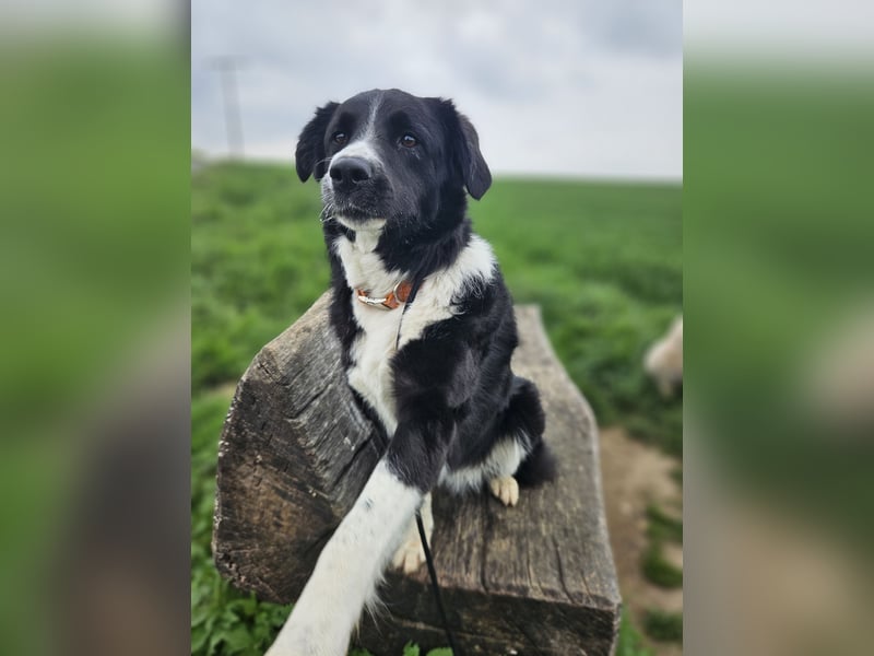 ZARA sucht ihr Glück ❤️