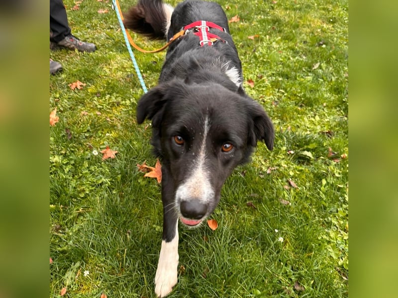 Border-Collie ZARA sucht Zuhause ❤️
