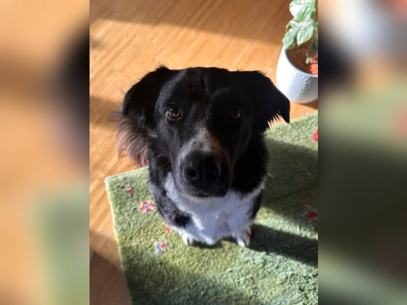 ZARA sucht ihr forever Home ❤️