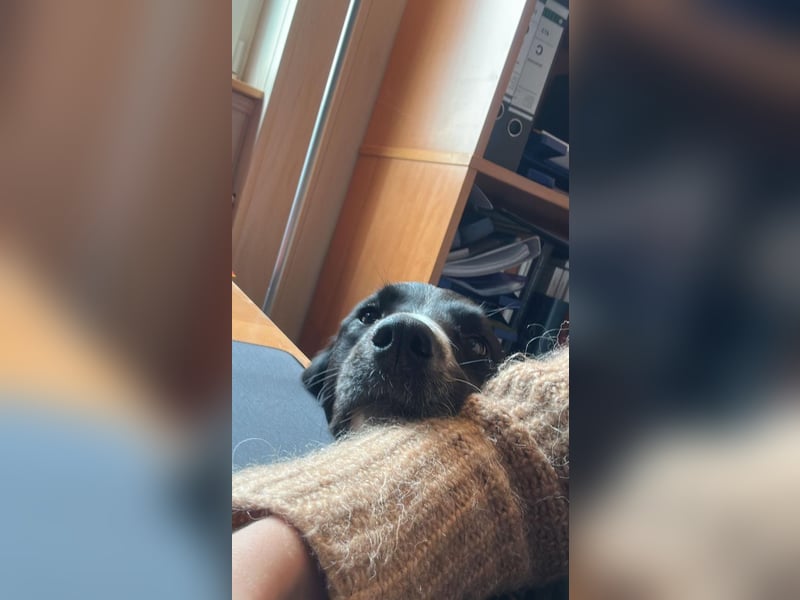 ZARA sucht ihr forever Home ❤️