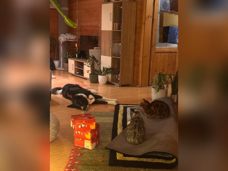 ZARA sucht ihr Glück ❤️