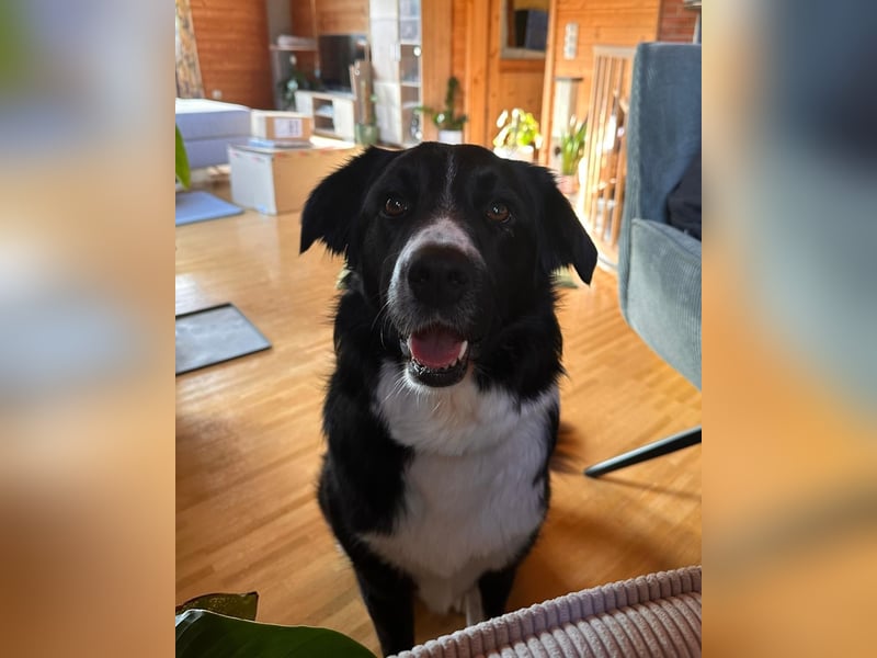 Border-Collie ZARA sucht Zuhause ❤️