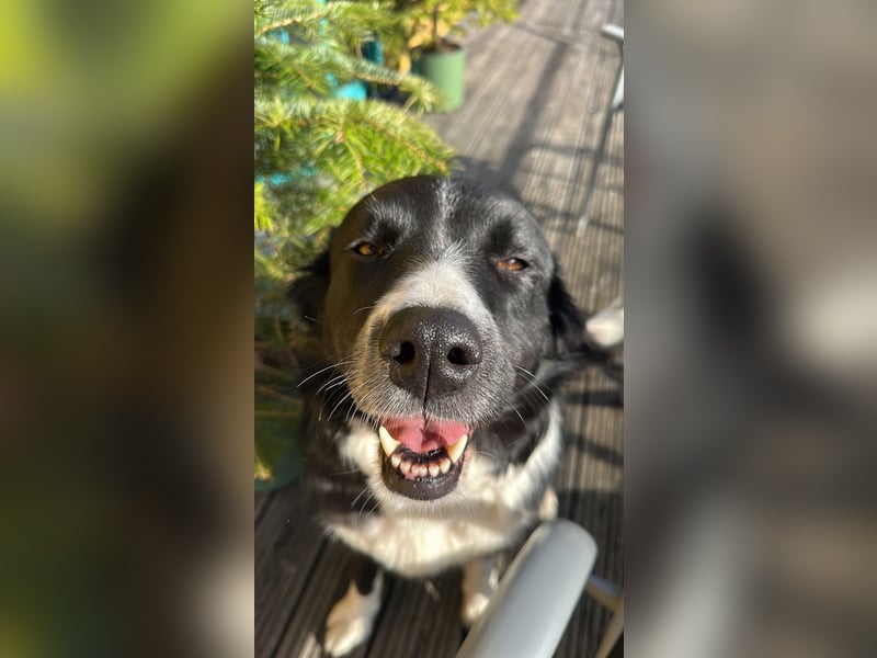 ZARA sucht ihr Glück ❤️